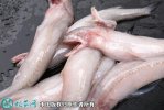 2021年4月16日龙头鱼价格行情、...