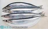 2021年4月16日秋刀鱼价格行情、...