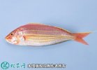 2021年4月17日金线鱼价格行情、...