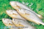 2021年4月17日白姑鱼价格行情、...