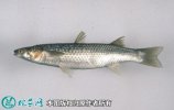 2021年4月17日梭鱼价格行情、今...