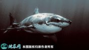 2021年4月17日鲨鱼价格行情、今...