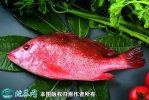 2021年4月17日红鳍笛鲷价格行情...