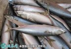 2021年4月17日青占鱼价格行情、...