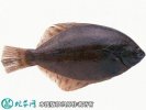 2021年4月17日黄尾鲽鱼价格行情...