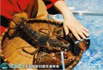 2021年4月17日大波龙价格行情、...