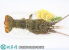 2021年4月17日越南青龙虾价格行...