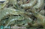2021年4月17日南美白对虾价格行...