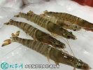 2021年4月17日基围虾价格行情、...