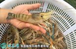 2021年4月17日罗氏沼虾价格行情...