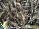 2021年4月17日草虾价格行情、今...