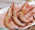 2021年4月17日立虾价格行情、今...