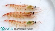 2021年4月17日南极磷虾价格行情...