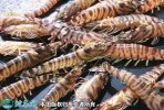 2021年4月17日斑节虾价格行情、...