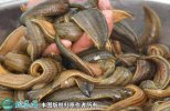2021年4月18日宽体金线蛭价格行...