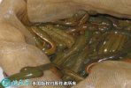 2021年4月18日菲牛蛭价格行情、...