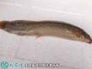 2021年4月18日台湾泥鳅价格行情...