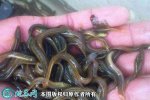 2021年4月18日真泥鳅价格行情、...