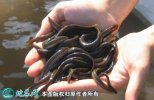 2021年4月18日青鳅价格行情、今...