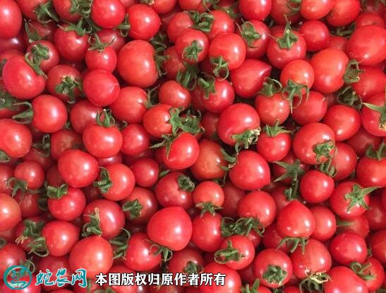 2021年4月21日水果西红柿价格行情、今日水果西红柿多少钱一斤?