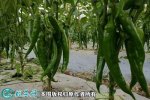 2021年4月21日牛角椒价格行情、...