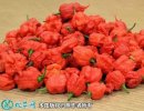 2021年4月21日魔鬼椒价格行情、...