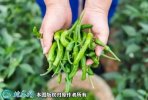 2021年4月21日樟树港辣椒价格行...