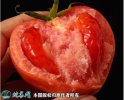 2021年4月21日石头番茄价格行情...
