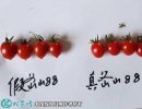 2021年4月21日釜山88圣女果价...