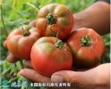 2021年4月21日草莓西红柿价格行...