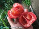 2021年4月21日普罗旺斯西红柿价...