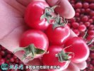 2021年4月21日贝贝圣女果价格行...