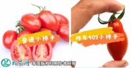 2021年4月21日409小柿子价格...