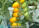 2021年4月21日黄圣女果价格行情...