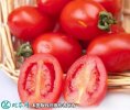 2021年4月21日碧娇小柿子价格行...