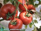 2021年4月21日齐达利西红柿价格...