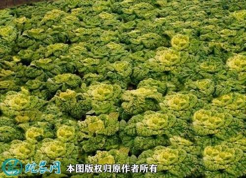2021年4月22日黄心菜价格行情、今日黄心菜多少钱一斤？