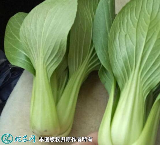 2021年4月22日青梗菜价格行情、今日青梗菜多少钱一斤?