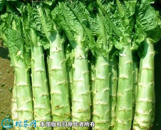 2021年4月22日莴苣价格行情、今日莴笋多少钱一斤?