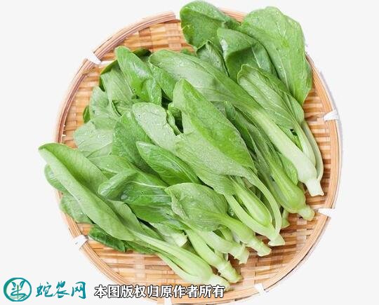 2021年4月22日青菜价格行情、今日各种油菜多少钱一斤?