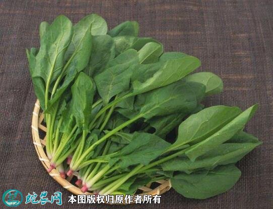 2021年4月22日菠菜价格行情、今日各种菠菜多少钱一斤？
