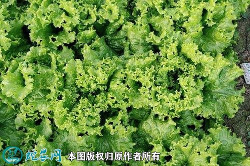 2021年4月22日散叶生菜价格行情、今日散叶生菜多少钱一斤?
