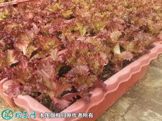2021年4月22日紫叶生菜价格行情、今日紫叶生菜多少钱一斤?