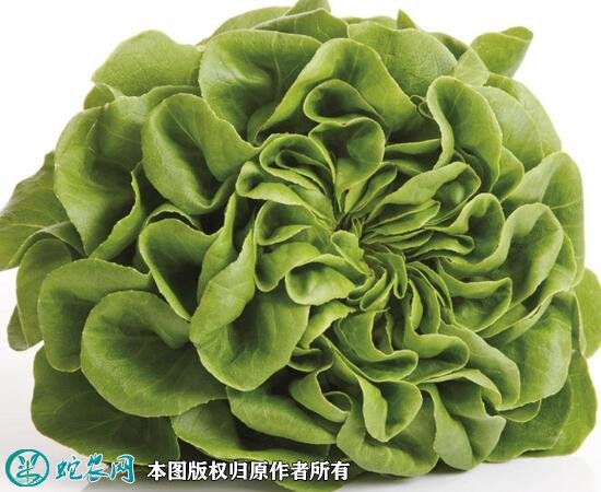 2021年4月22日奶油生菜价格行情、今日奶油生菜多少钱一斤?