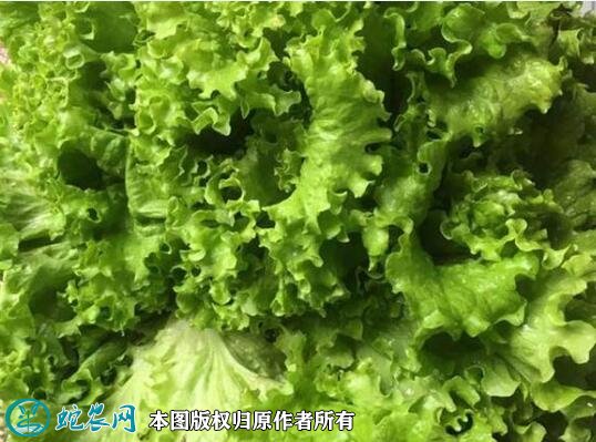 2021年4月22日花叶生菜价格行情、今日花叶生菜多少钱一斤?