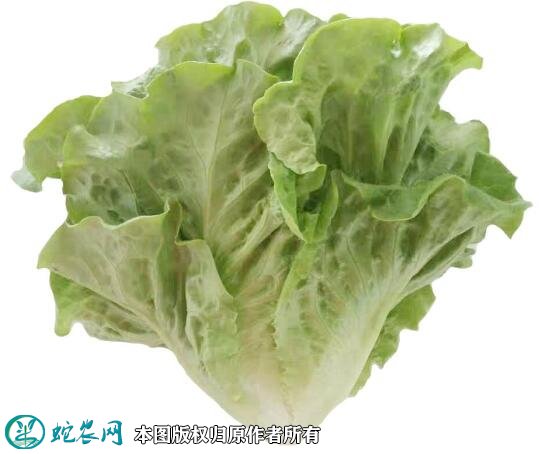 2021年4月22日意大利生菜价格行情、今日意大利生菜多少钱一斤？