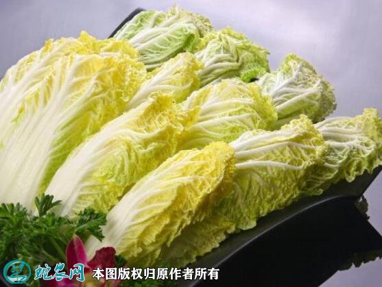 2021年4月22日娃娃菜价格行情、今日娃娃菜多少钱一斤?