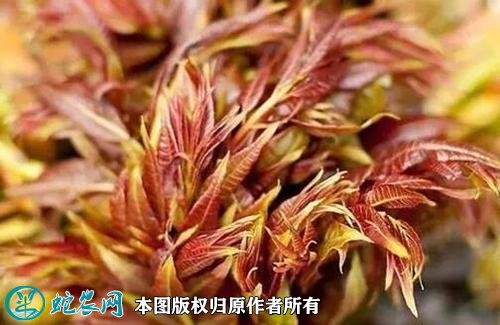 2021年4月22日香椿芽价格行情、今日各种香椿芽多少钱一斤?