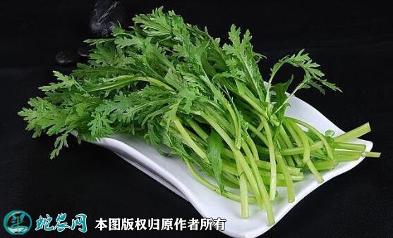 2021年4月22日茼蒿价格行情、今日各种茼蒿多少钱一斤?