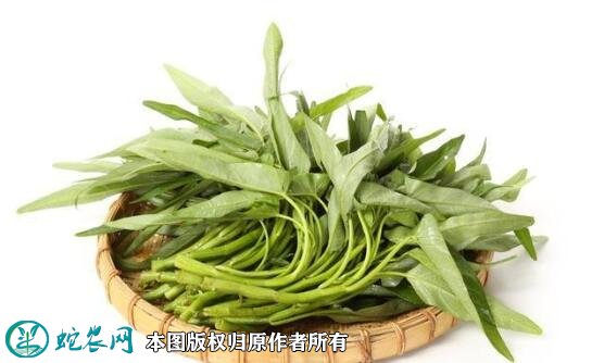 2021年4月22日空心菜价格行情、今日蕹菜多少钱一斤?